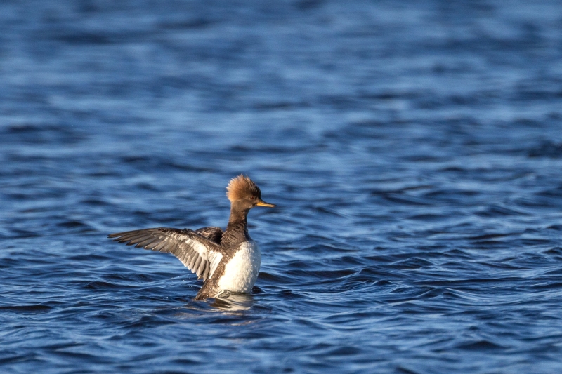Merganser-4.16.26-2415