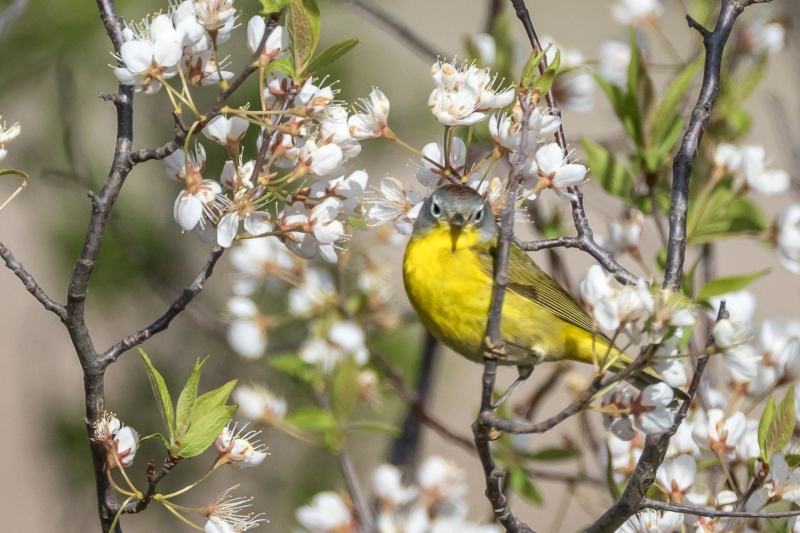 Nashville-Warbler-5.8.26-8684