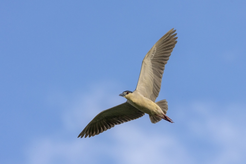 Night-Heron-5.24.25-0649