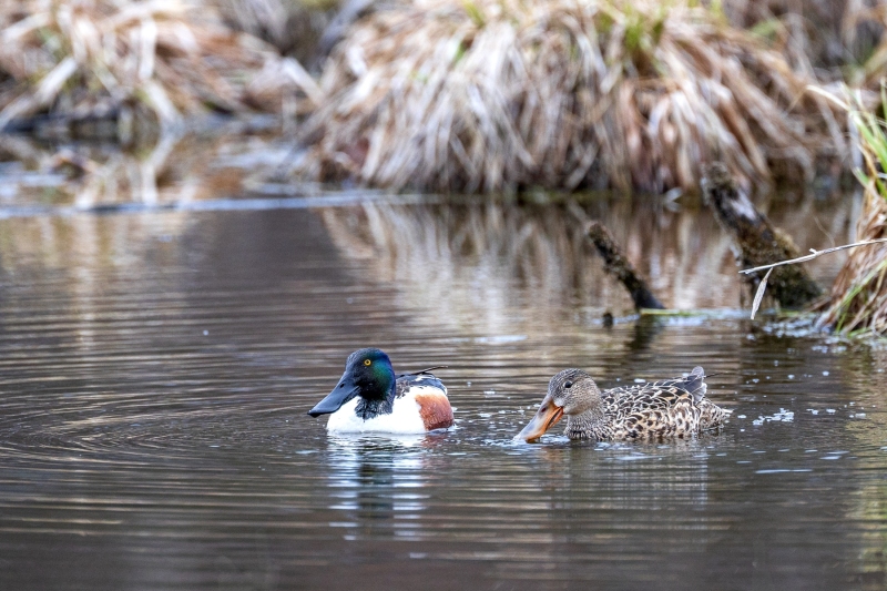 Northern-Shoveler-4.11.26-0936