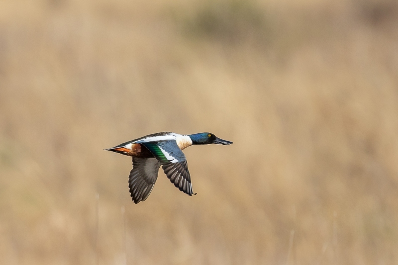 Northern-Shoveler-4.20.26-3404