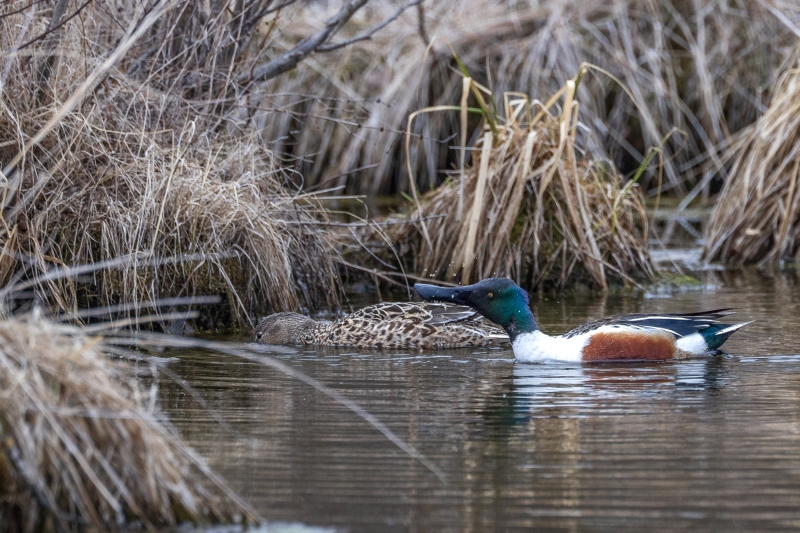 Nothern-Shovelers-4.11.26-0931