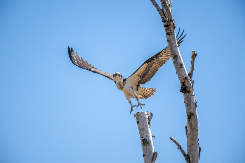 Osprey-5.9.26-8972