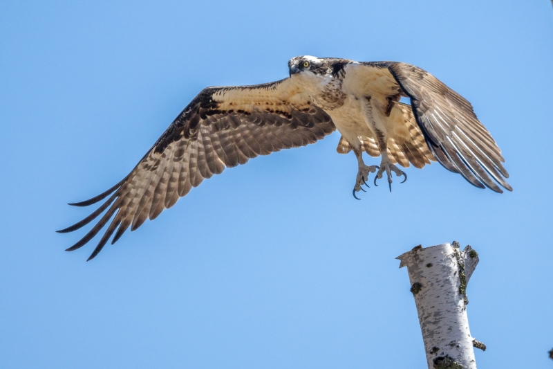 Osprey-5.9.26-8973