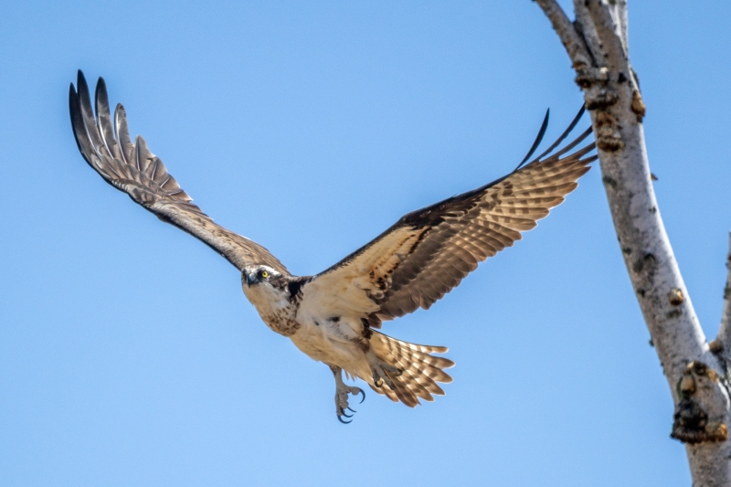 Osprey-5.9.26-8975