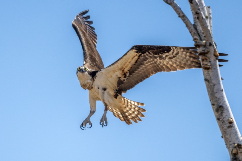 Osprey-5.9.26-8977