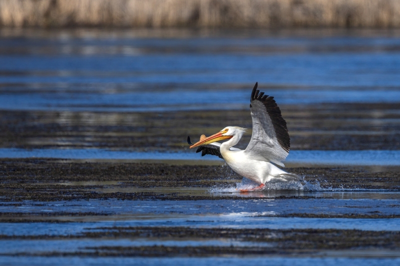 Pelican-4.21.26-3556