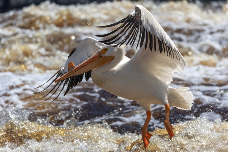 Pelican-5.24.25-9590