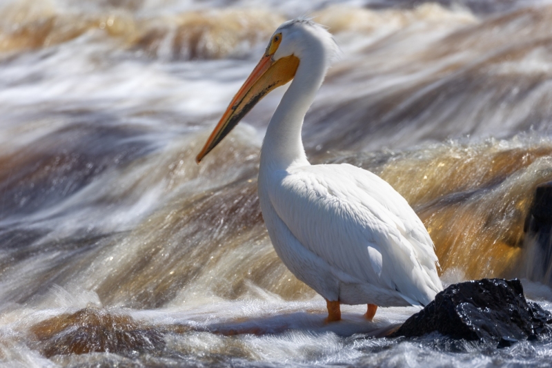 Pelican-5.24.25-9961