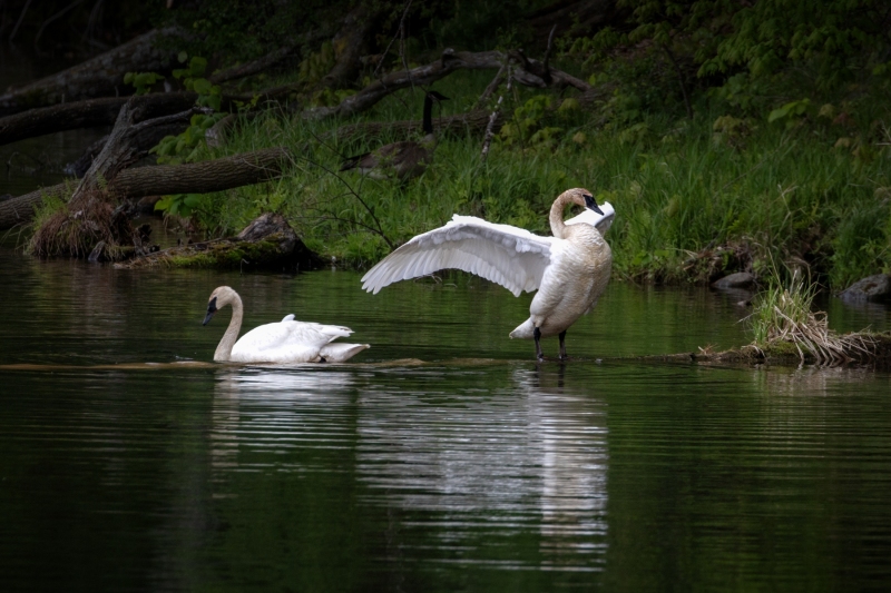 Swans-5.18.25-7895