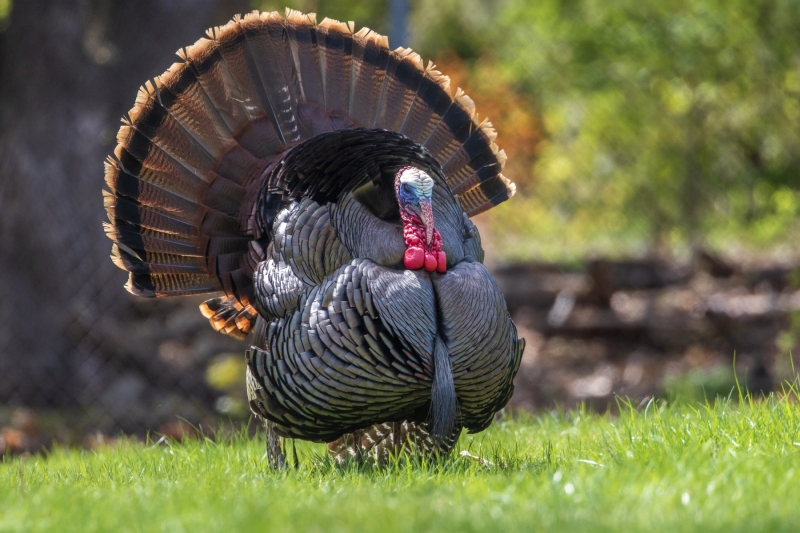Turkey-5.2.26-6997