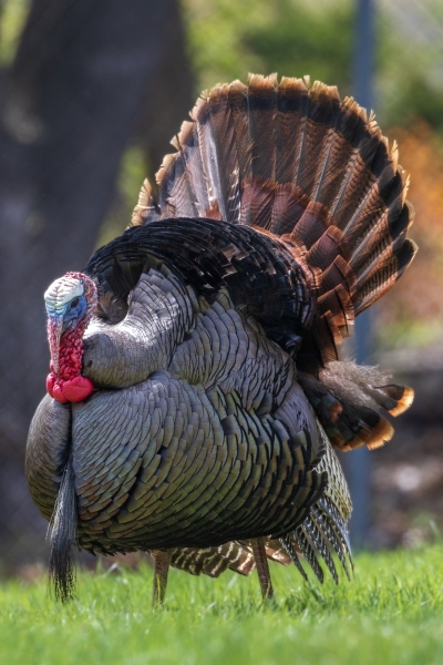 Turkey-5.2.26-7033