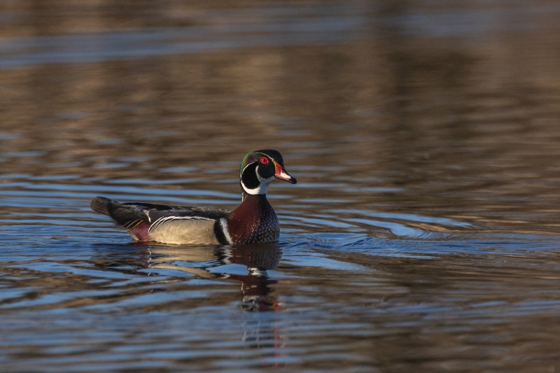 Wood-Duck-4.15.26-1586