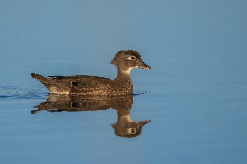 Wood-Duck-4.15.26-1752