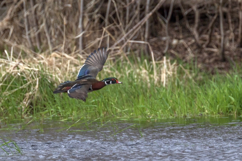 Wood-Duck-4.18.26-2671