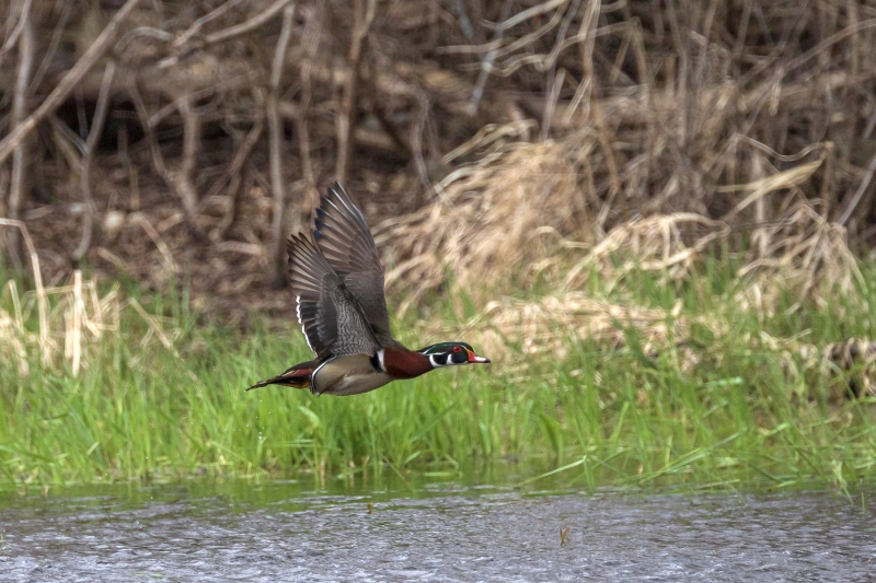 Wood-Duck-4.18.26-2673