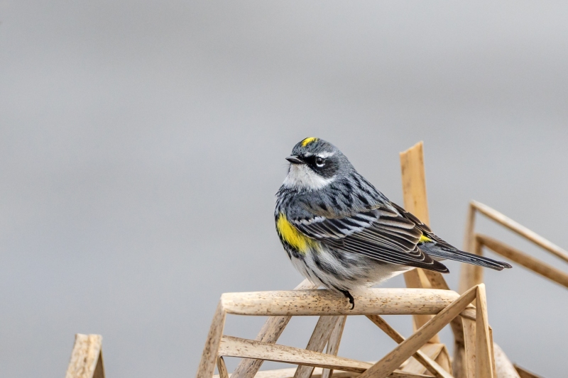 Yellow-Rumped-Warbler-4.18.26-2656