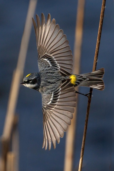 Yellow-Rumped-Warbler-4.18.26-2877
