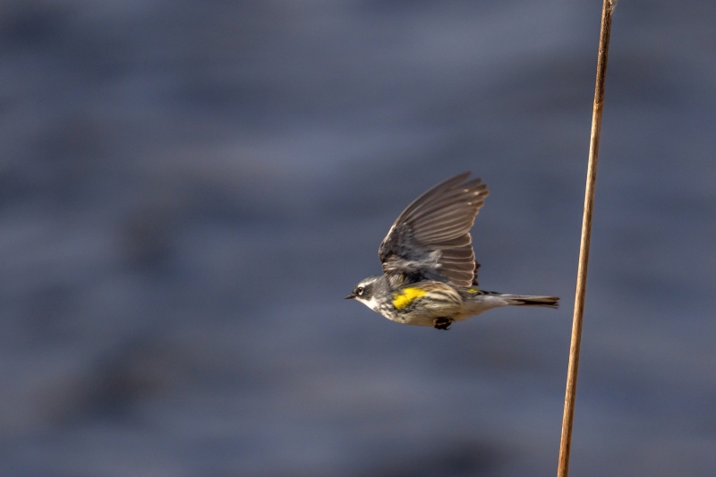 Yellow-Rumped-Warbler-4.18.26-2994