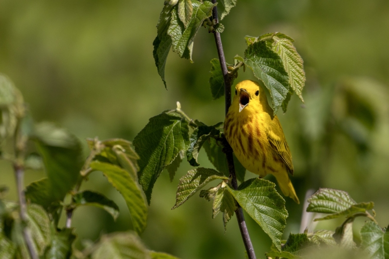 Yellow-Warbler-5.23.25-8241
