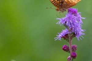 Butterfly-7.24.26-9958 Butterfly-7.24.26-9958