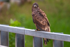 Eagle-7.25.26-9322