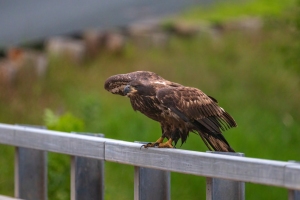 Eagle-7.25.26-9348
