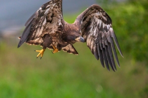 Eagle-7.25.26-9357