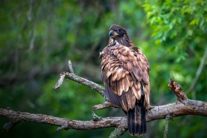 Eagle-7.25.26-9403