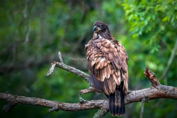 Eagle-7.25.26-9403