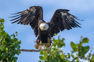 Eagle-8.15.26-1284