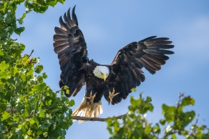 Eagle-8.15.26-1312