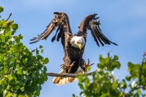Eagle-8.15.26-1313