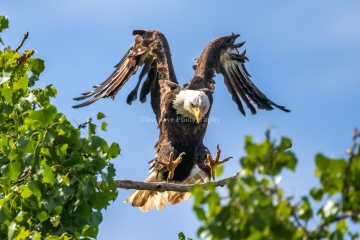 Eagle-8.15.26-1313