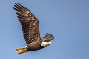 Eagle-8.15.26-1343