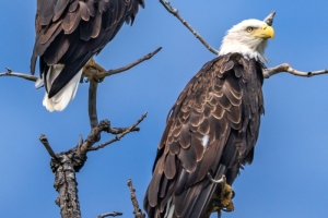 Eagles-8.15.26-1388