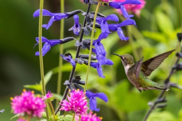 Hummingbird-9.5.26-1797