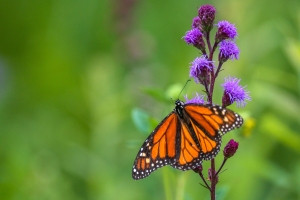 Monarch-7.24.26-9944 Monarch-7.24.26-9944