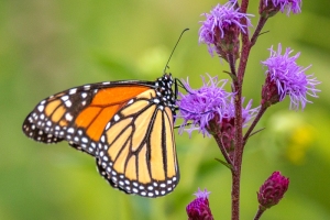 Monarch-7.25.26-9857 Monarch-7.25.26-9857