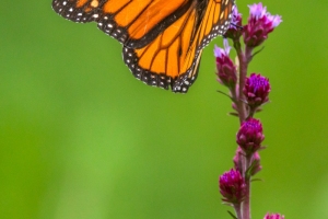 Monarch-7.25.26-9861 Monarch-7.25.26-9861