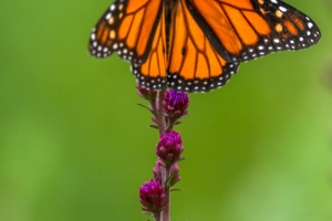 Monarch-7.25.26-9871 Monarch-7.25.26-9871