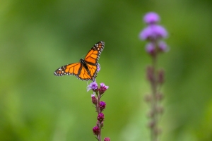 Monarch-7.25.26-9877 Monarch-7.25.26-9877