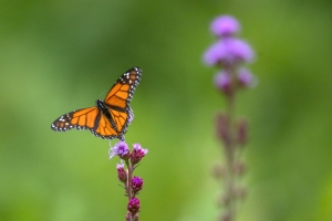 Monarch-7.25.26-9879 Monarch-7.25.26-9879