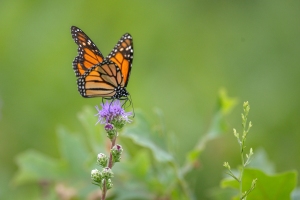 Monarch-7.25.26-9985 Monarch-7.25.26-9985