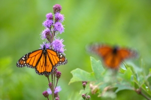 Monarch-7.25.26-9986 Monarch-7.25.26-9986