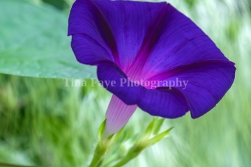 Morning-Glory-9.2.26-1925