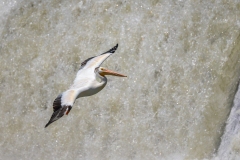 Pelican-7.11.26-7839 Pelican-7.11.26-7839