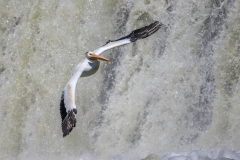 Pelican-7.11.26-7858 Pelican-7.11.26-7858