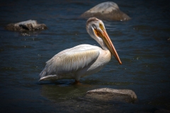 Pelican-7.11.26-8227 Pelican-7.11.26-8227