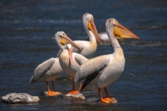 Pelicans-7.11.26-8349 Pelicans-7.11.26-8349